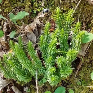 Peut inclure: Gros plan sur un groupe de plantes vertes ressemblant &agrave; des foug&egrave;res poussant dans un lit de mousse et de feuilles brunes.