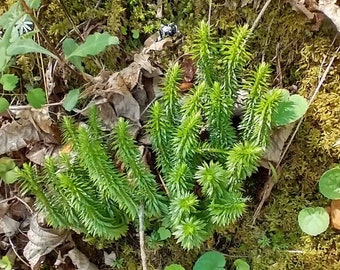 Musgo brillante (Huperzia lucidula) para terrarios