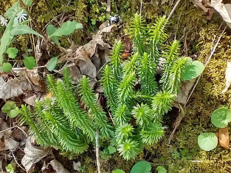 Peut inclure: Gros plan sur un groupe de plantes vertes ressemblant &agrave; des foug&egrave;res poussant dans un lit de mousse et de feuilles brunes.