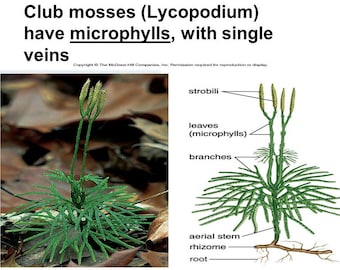 Fan Club Moss