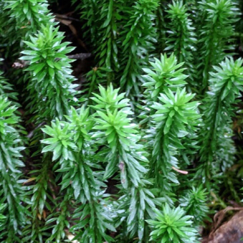 Peut inclure: Gros plan sur un groupe de plantes vertes ressemblant &agrave; des foug&egrave;res avec de longues feuilles &eacute;troites. Les plantes poussent dans une touffe dense et luxuriante.