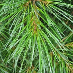 Eastern White Pine Needles loose for Tea Organically harvested from the forest of the Appalachian Mountains image 6