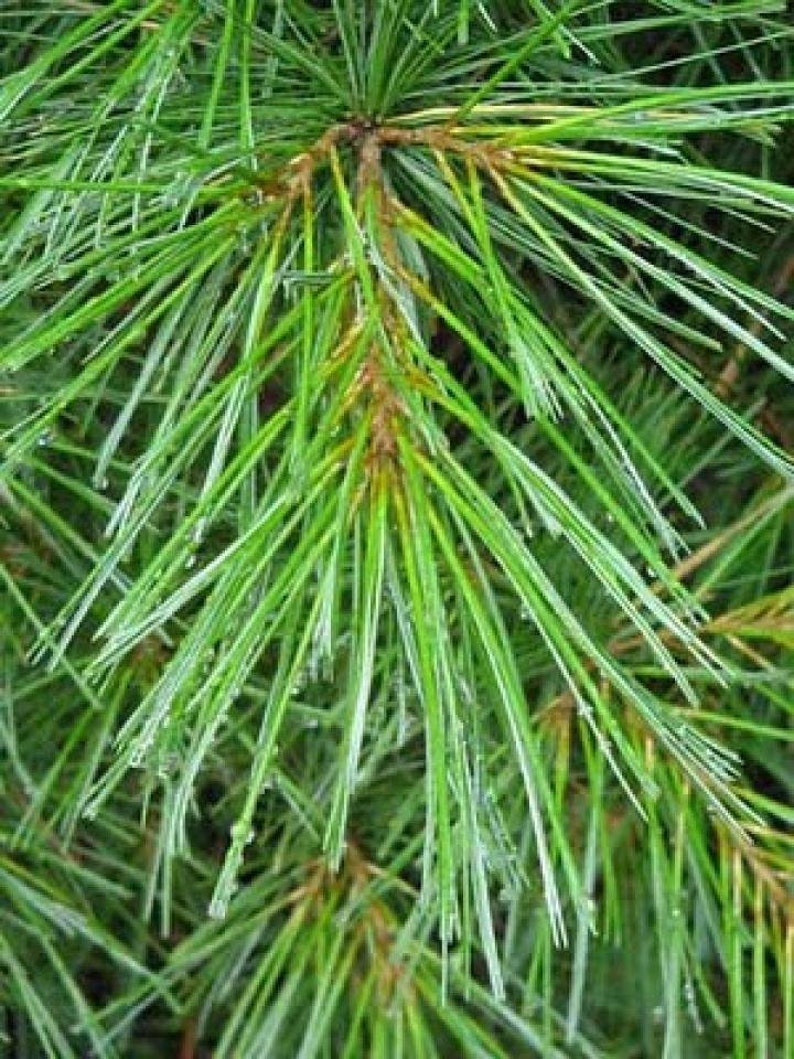 Eastern White Pine Needles loose for Tea Organically harvested from the forest of the Appalachian Mountains image 6