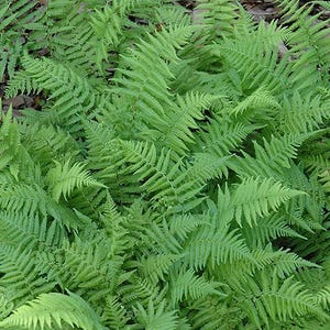 New York Fern (Thelypteris Noveboracensis) "Bare Root"
