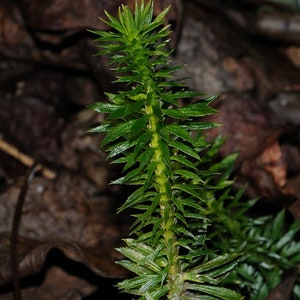 Peut inclure: Gros plan sur une plante verte aux feuilles longues et fines. La plante pousse dans un environnement sombre et brun.