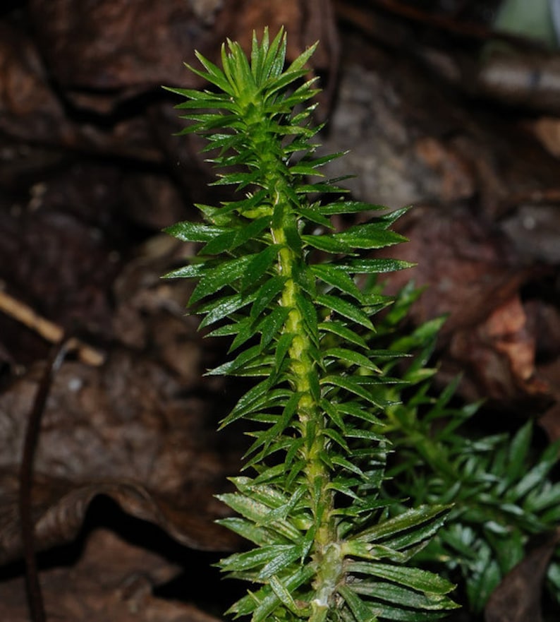Peut inclure: Gros plan sur une plante verte aux feuilles longues et fines. La plante pousse dans un environnement sombre et brun.