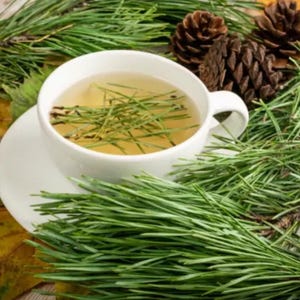 Peut inclure: Une tasse et une soucoupe blanches remplies de thé aux herbes, garnies d'aiguilles de pin. La tasse repose sur une surface en bois, entourée de branches de pin vertes fraîches et de plusieurs pommes de pin brunes.