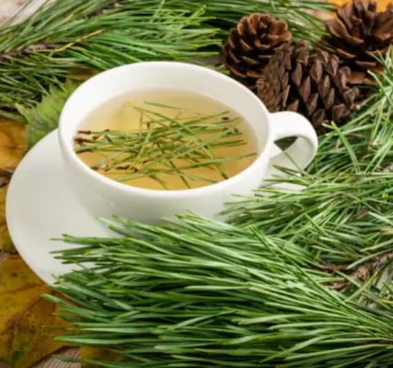 Organic Eastern White Pine Needles for tea and tinctures!