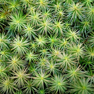 Op de afbeelding: Een close-up afbeelding van een stukje groen mos met een stervormig patroon. Het mos is een levendige groene kleur en heeft een zachte, fluweelachtige textuur.