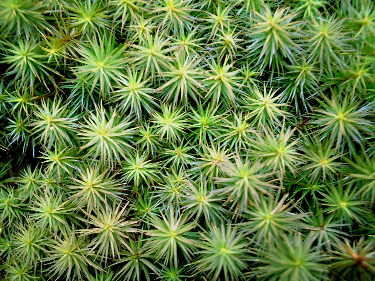 Haircap Moss Terrarium Moss