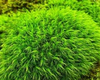 May include: A dense, vibrant green cushion of moss featuring fine, needle-like foliage that grows in a rounded, compact mound. The texture is soft and feathery, with varying shades of bright lime and emerald green creating a lush, organic appearance.