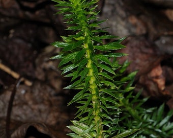 Huperzia lucidula (Huperzia lucidula)