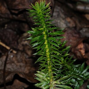 Peut inclure: Gros plan sur une plante verte aux feuilles longues et fines. La plante pousse dans un environnement sombre et brun.