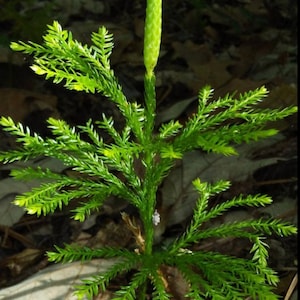 May include: A close-up of a small, green plant with a long, thin, green stem and a cluster of small, green leaves at the top. The plant is growing in a forest setting.
