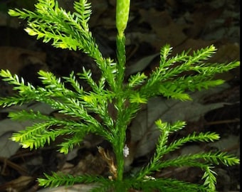 Tree Club Moss: Evergreen Terrarium Ground Cover