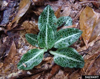 Rattlesnake Orchid   (Goodyera Pubescens)  &quot;Great Terrarium Plant!&quot;