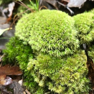 Puede incluir: Primer plano de grupos de musgo verde brillante. El musgo tiene una apariencia densa y texturizada con peque&ntilde;as hojas en forma de aguja. Hojas marrones ca&iacute;das y ramitas son visibles en el fondo, creando una escena natural y terrosa.