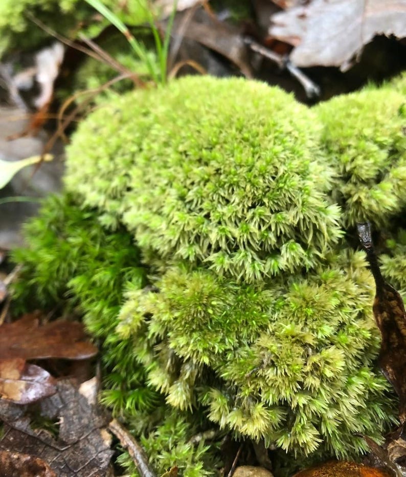Puede incluir: Primer plano de grupos de musgo verde brillante. El musgo tiene una apariencia densa y texturizada con peque&ntilde;as hojas en forma de aguja. Hojas marrones ca&iacute;das y ramitas son visibles en el fondo, creando una escena natural y terrosa.