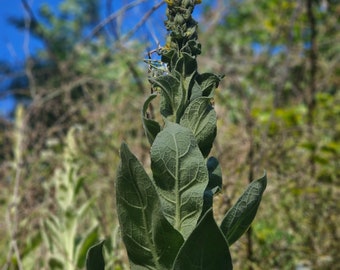 Mullen  (Verbascum thapsus)