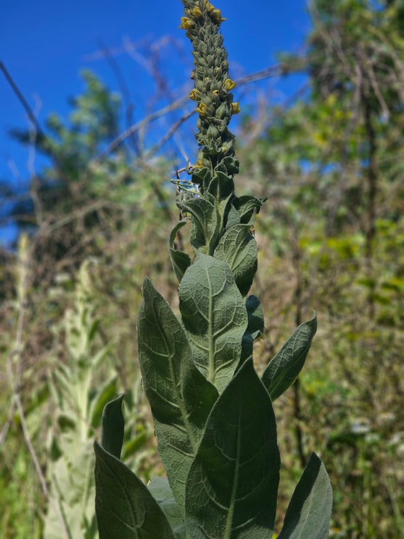 Mullen  (Verbascum thapsus)