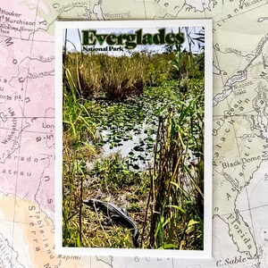 Everglades National Park Postcard