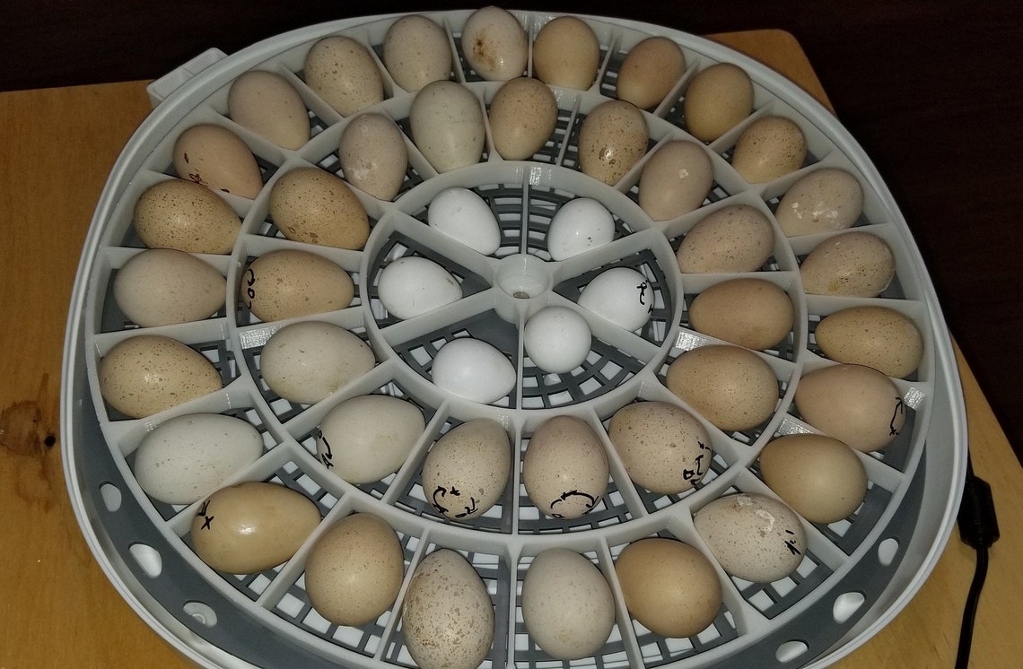 360 Zone 3D 45 Quail Egg Turner Compatible With HF Nurture Right 360