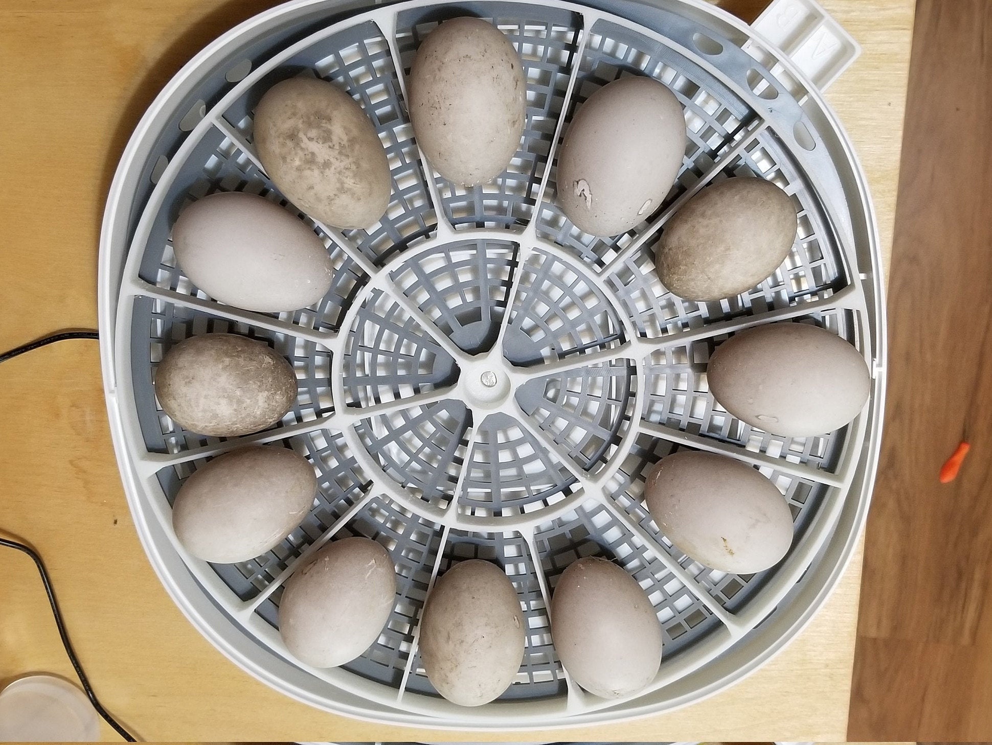 360 Zone 3D 12 Turkey/duck/peacock Egg Turner for Nurture Right 360 Etsy UK