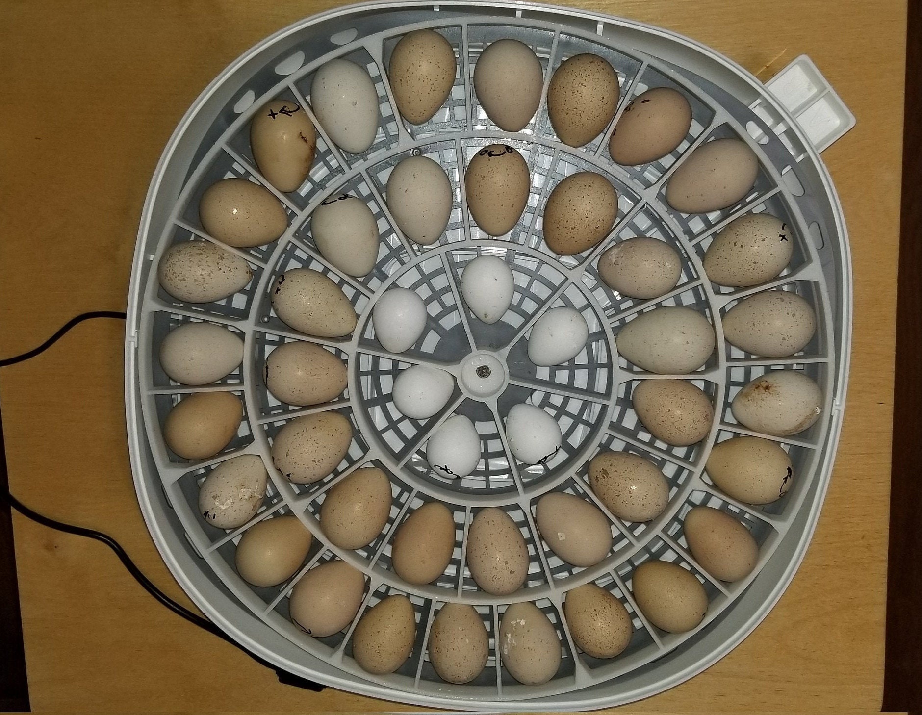 360 Zone 3D 45 Quail Egg Turner Compatible With HF Nurture Right 360