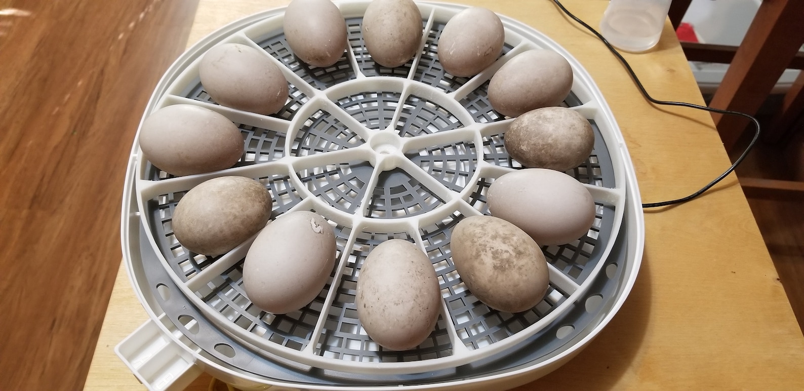 360 Zone 3D 12 Turkey/duck/peacock Egg Turner for Nurture Right 360 Etsy