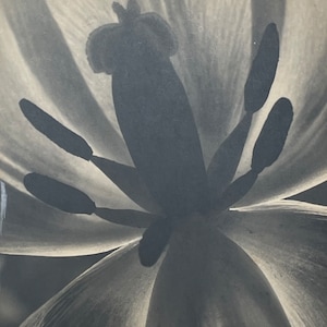 May include: A close-up black and white photograph of the inside of a tulip flower. The petals are white and the stamen is black.