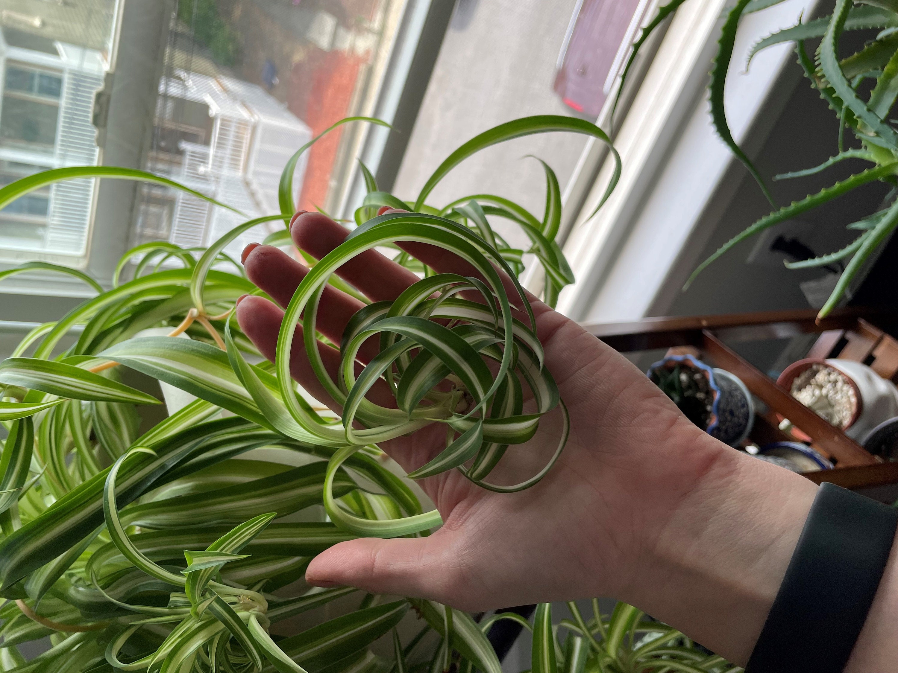 Curly Bonnie Spider Plant Pups Etsy