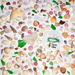 Puede incluir: Una colecci&oacute;n de conchas marinas variadas, trozos de vidrio marino verde y blanco, fragmentos de coral y un recuerdo de d&oacute;lar de arena blanco con un mapa de Puerto Rico y el texto Puerto Rico, todo dispuesto sobre un fondo blanco liso.