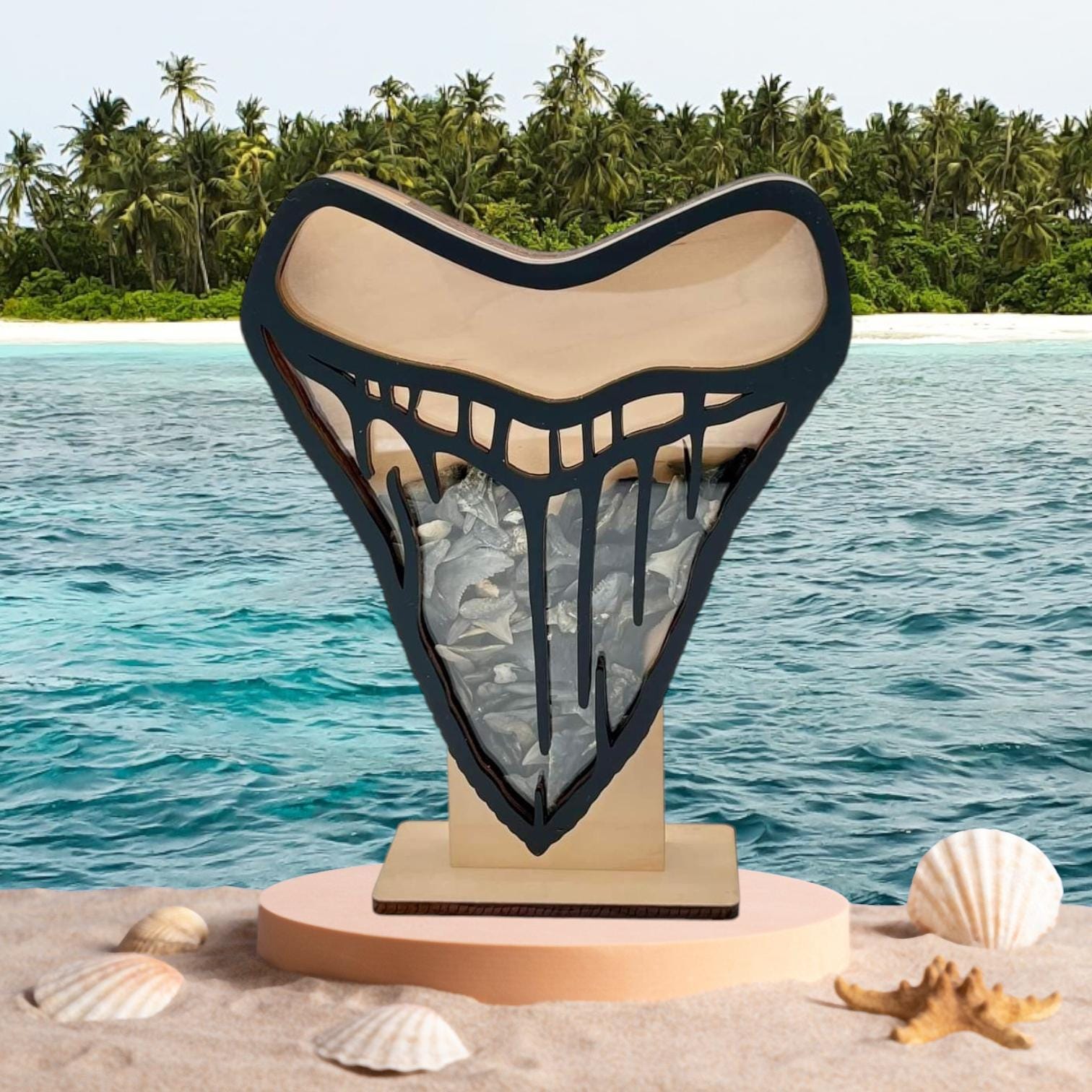 Megalodon shark tooth box Display for Shark teeth, Sea glass, shells, agates, rocks, crystals 2