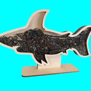 Shark teeth Shadow box for shark teeth, beach glass, agates, crystals etc. Shark tooth Display FREEEEEE SHIPPING image 9