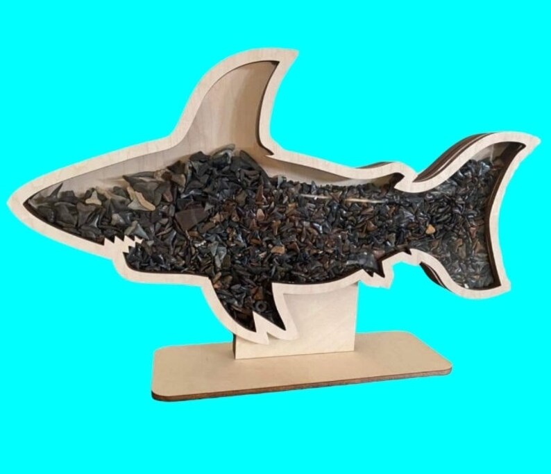 Shark teeth Shadow box for shark teeth, beach glass, agates, crystals etc. Shark tooth Display FREEEEEE SHIPPING image 9