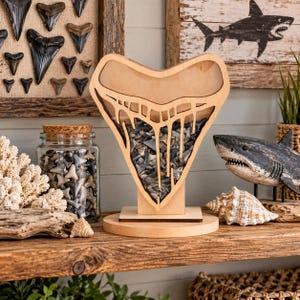 May include: A light-colored wooden display case shaped like a large shark tooth, filled with numerous small, grey fossilized shark teeth. The display stands on a circular wooden base and features a clear front panel to showcase the collection inside.