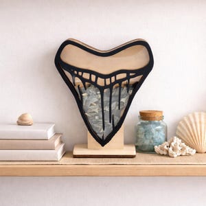 Megalodon Shark Tooth Display Box: Sea Glass, Shells, Crystals 2