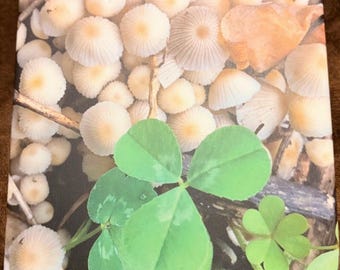 Impression sur toile de photographie de nature originale de champignons et de trèfle Toile de 20 x 20 cm (20 x 20 cm)