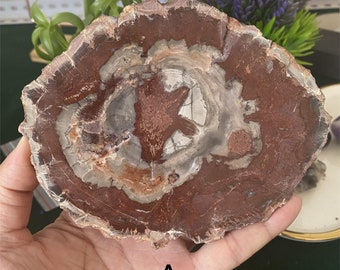 Natural Petrified Wood Slices，Polished petrified wood slab，0167