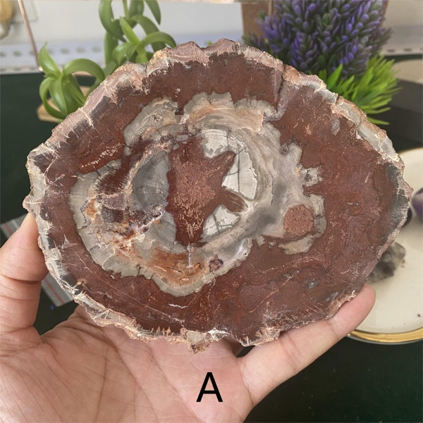 Natural Petrified Wood Slices，Polished petrified wood slab，0167