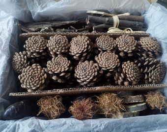 May include: A box filled with natural materials, including pine cones, dried moss, and wood pieces. The pine cones are arranged in a grid pattern and are a light brown color.