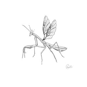 Mary Fairy Mantis