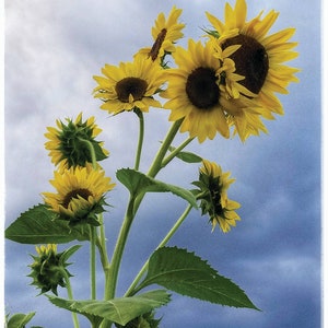Mammoth Grey-Stripe Sunflower Seeds- 50 seeds/pack