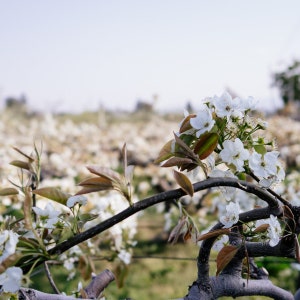 Op de afbeelding: Close-up van een bloeiende boomtak met witte bloesems en bruine en groene bladeren. De achtergrond toont een veld met soortgelijke bomen in zachte focus, onder een bleke lucht. De afbeelding roept een lentegevoel op.