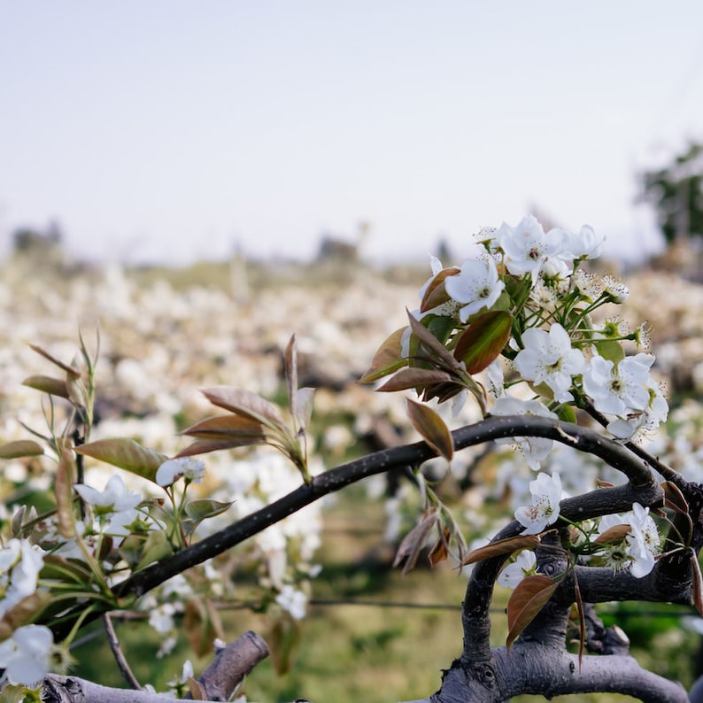 Op de afbeelding: Close-up van een bloeiende boomtak met witte bloesems en bruine en groene bladeren. De achtergrond toont een veld met soortgelijke bomen in zachte focus, onder een bleke lucht. De afbeelding roept een lentegevoel op.