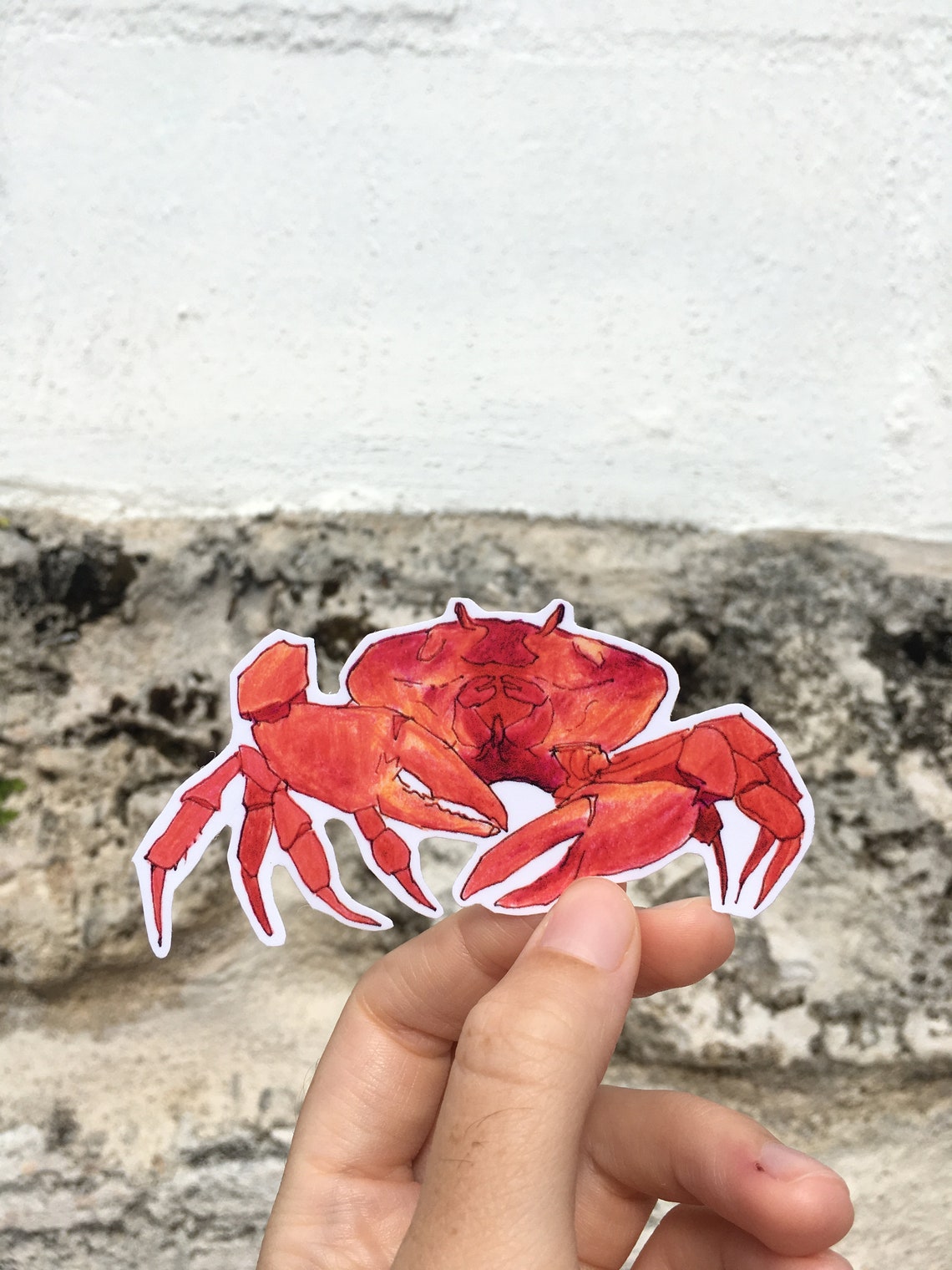 Red Land Crab Bermuda Sticker Ocean Life Stickers Crab Etsy