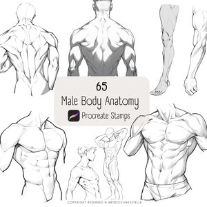 Male Body Anatomy Stamps for Procreate, Anime Men, Male Body Brushset, Anatomy Pose Stamps, Procreate Brushset, Procreate Arm Stamps