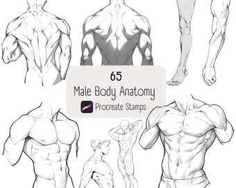 May include: A set of 65 Procreate stamps featuring male body anatomy illustrations. The stamps include various poses and angles of the torso, arms, and legs.
