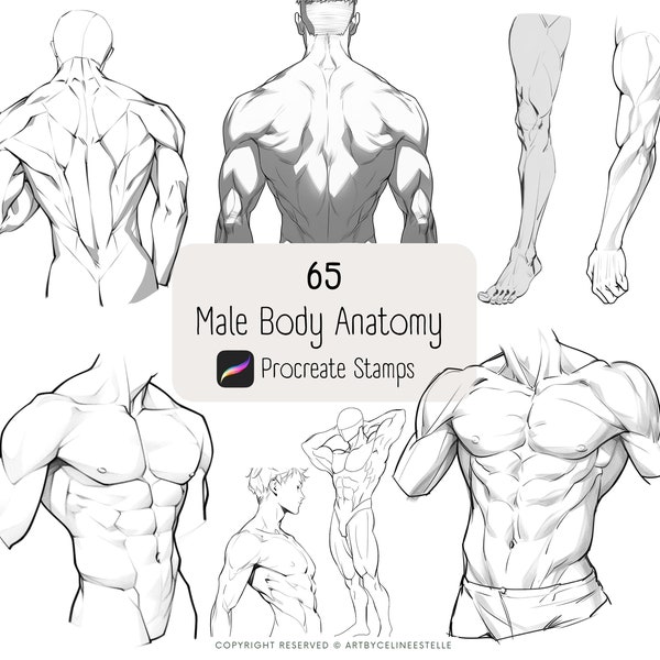 Männlicher Körper Anatomie Stempel für Procreate, Anime Männer, männlicher Körper Brushset, Anatomie Pose Stempel, Procreate Brushset, Procreate Arm Stempel
