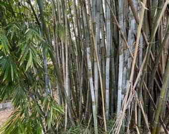 Bamboo - Wikipedia
